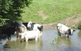 Another hot day, and even the cows are looking for shade