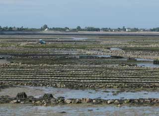 Bringing in the morning catch on St Vaast's oyster beds