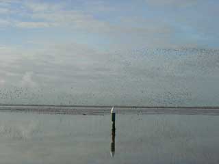 Gulls enjoying a fine afternoon on Breydon Water