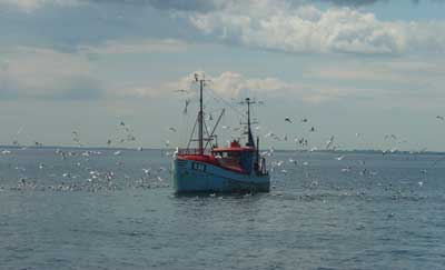 Lunchtime for seagulls at a Klintholm fishing boat