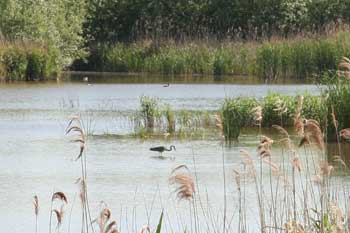 Watch out for shallow patches in the deceptive waters of the Biesbosch